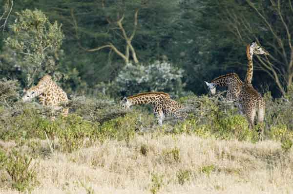 Jirafa - lago Naivasha - Kenia 2.jpg